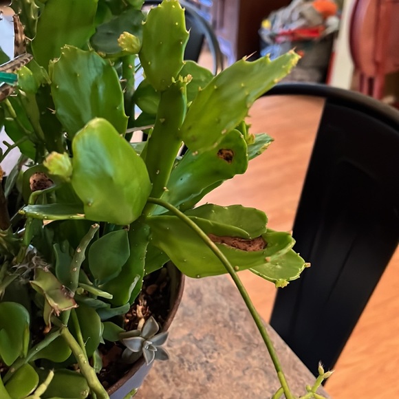 Drooping prickly pear cactus - Picture 2 of 2